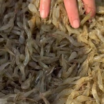 精品河虾苗