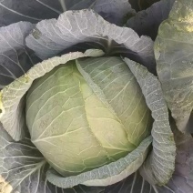 甘蓝奥奇娜扁包菜
