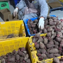正宗涪陵胭脂萝卜