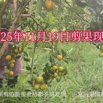 2025年脆蜜金桔剪果现场，自有脆蜜果园上百亩，可开发票
