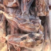 原粮鸽子，花皮鸽子