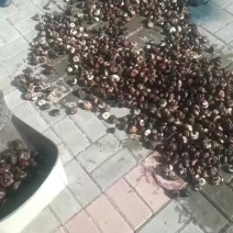 马蹄
