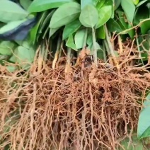 供肉桂一年苗