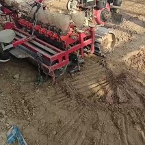 一代高端杂交品种播种育苗