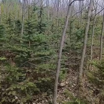 黄波罗和美国蓝青