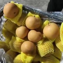 秋月梨，大量有货，一块多钱