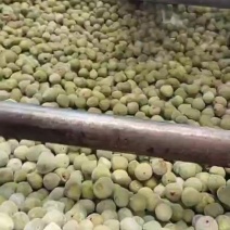 山东省威海市荣成市港西镇特产无花果工厂果，大量供应。