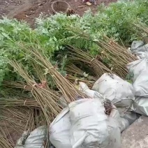 栾树地苗杯苗基地现货自产自销现货足欢迎老板进店