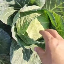 甘蓝