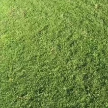 绿化草坪