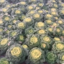 黄心菜支持电商商超大量现货供应长期稳定输出要的私聊哦