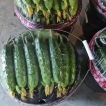 旱黄瓜大量有货市场货平台货都有