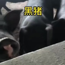 体型大黑猪活猪现发农村散养黑猪一手货源可视频看货