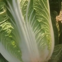 大白菜