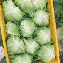 精品球生菜🥬
