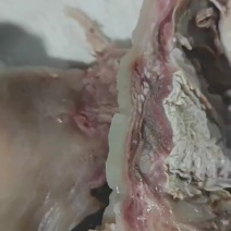 清水煮八分熟，刀削毛牛头肉