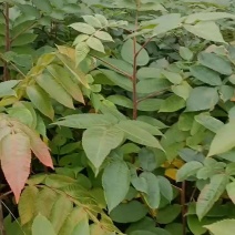 五倍子（盐肤木）