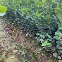 长林系列高产油茶苗基地直发