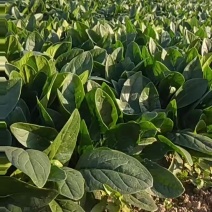 大量大叶菠菜上市菠菜