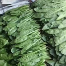 菠菜苗