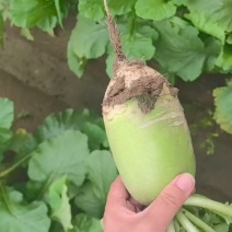开封通许青萝卜产地直发大量有货欢迎采购商随时咨询实地看货