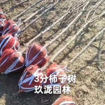 柿子树