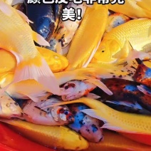 锦鲤黑黄观赏鱼金鱼草金鱼