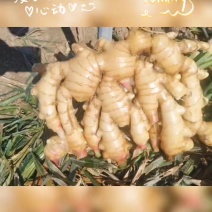 农场自产自销大黄姜，品质好，精品，通货大量有货。