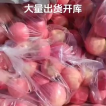 陕西延安宜川苹果
