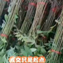 红油香椿树苗常年大量批发供应基地直供货源充足手续齐全