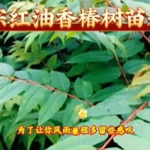 红油香椿树苗培育批发供应重庆忠县优质红油香椿树苗培育