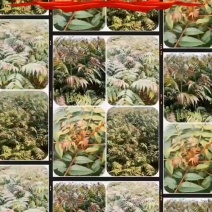 红油香椿树苗批发供应基地重庆忠县优质红油香椿树苗培育基