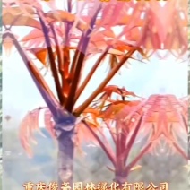 红油香椿树苗培育基地红油香椿批发基地直供货源充足