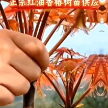 重庆忠县优质红油香椿树苗培育基地，常年大量批发供应