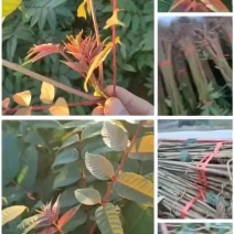 红油香椿树苗批发基地重庆忠县香椿树苗批发