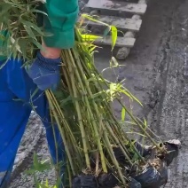 青皮竹，黄金竹子大量上市