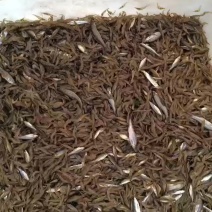 野河虾