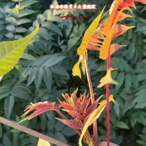 红油香椿树苗培育基地常年大量供应货源充足