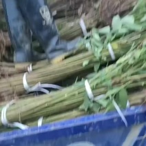 重庆红油香椿树苗批发基地常年大量供应货源充足手续齐全