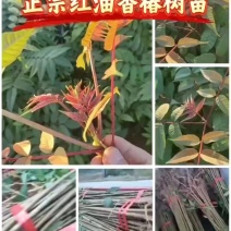 红叶香椿树苗培育基地常年大量批发供应欢迎来人来电咨询