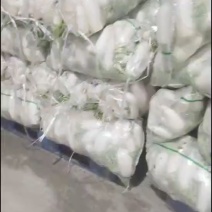 优质白萝卜