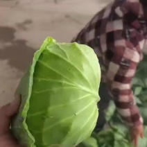 包菜