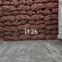 济薯26红皮黄心甜面好吃德州夏津