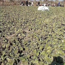 芥菜疙瘩