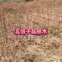 五倍子盐肤木