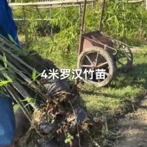 四米高罗汉竹