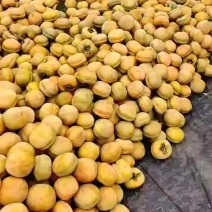 河北遵化磨盘柿子