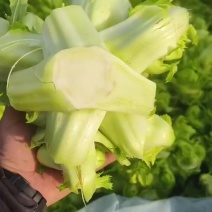儿菜儿菜仔儿菜头