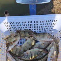 鳜鱼，江西鳜鱼