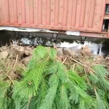 基地大量出售高50-100厘米黑松